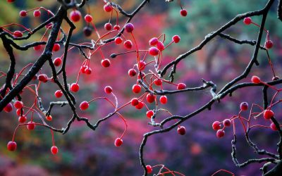 Day 36 — Fruit Tells the Truth